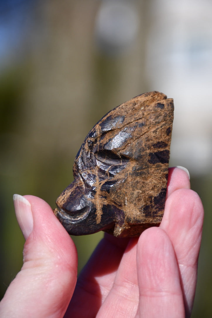 Purpurite skull - Manus carve