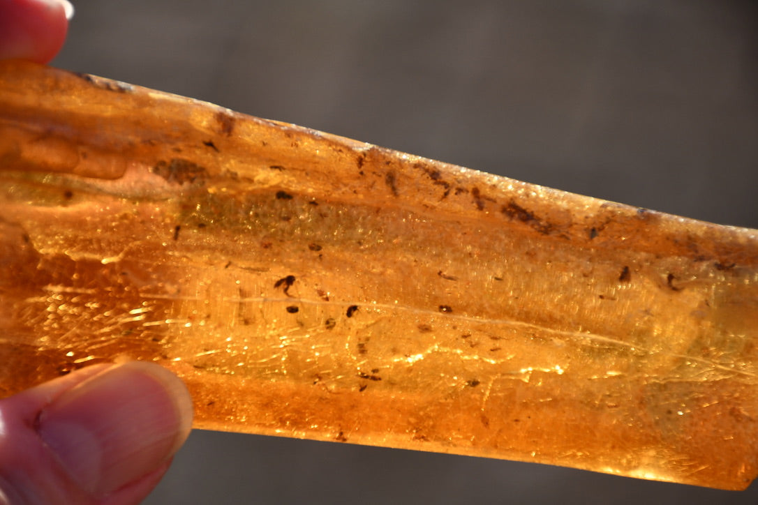 Copal or Amber with fossilised insects