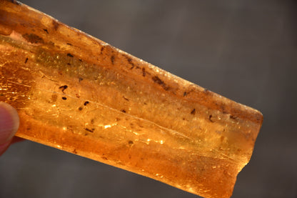Copal or Amber with fossilised insects