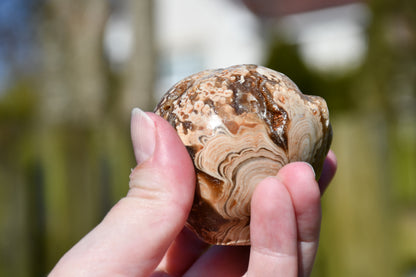 Aragonite with druzy star being