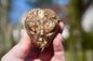 Aragonite with druzy star being
