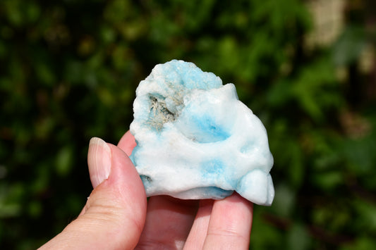 Blue hemomorphite manus dragon